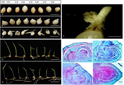 Seed Germination and Seedling Growth of Dendrocalumus brandisii in vitro, and the Inhibitory Mechanism of <mark class="highlighted">Colchicine</mark>